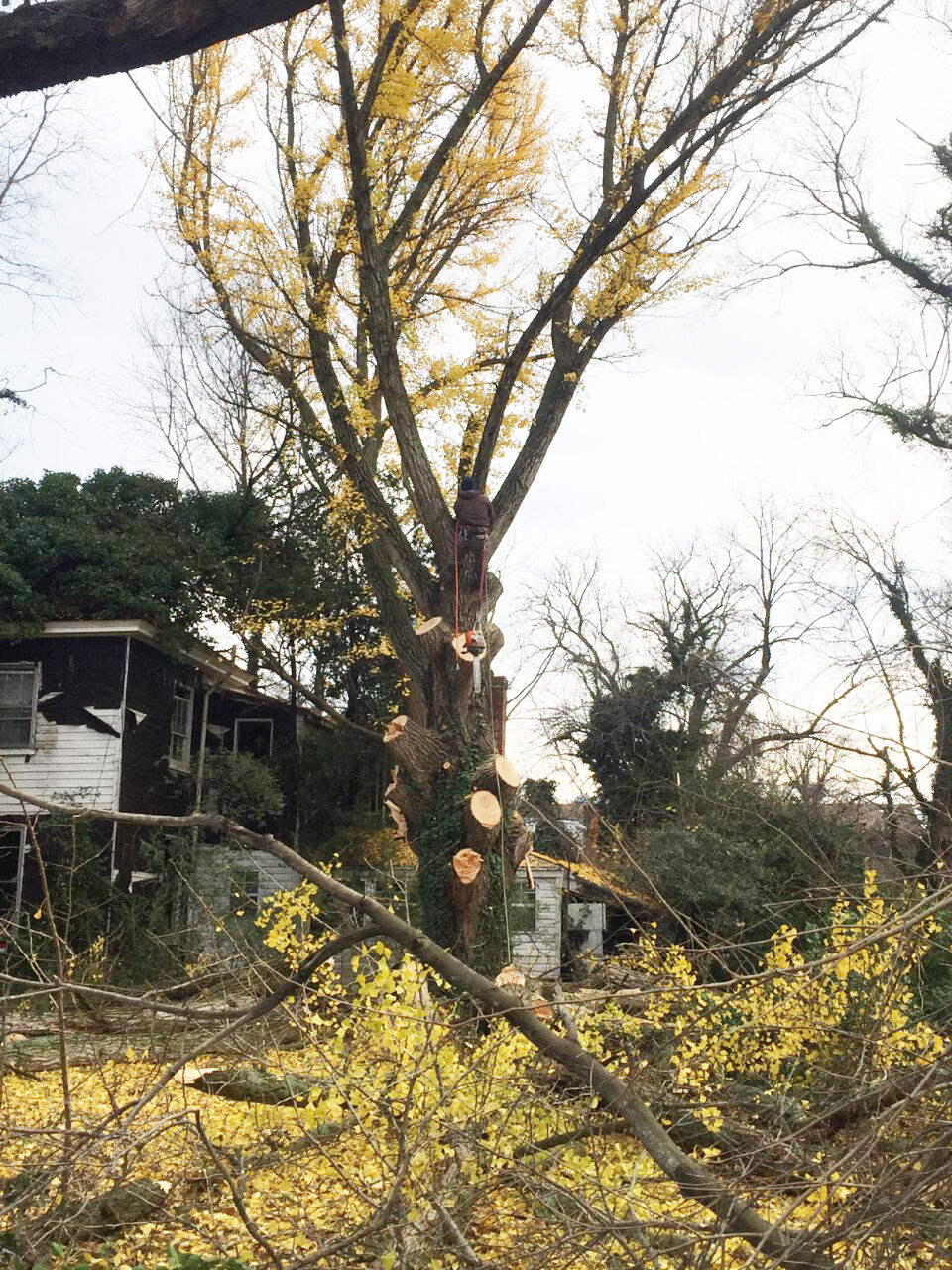 photo_ft_news_gingko tree down 3_120920 copy.jpg